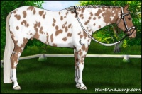 Horse Color:White Spotted Red Roan Near Leopard