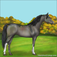 Horse Color:Grullo 