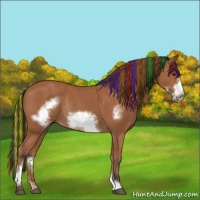 Horse Color:Painted Bay Sabino Frame Rabicano 