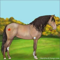 Horse Color:Sable Champagne Sabino Rabicano 