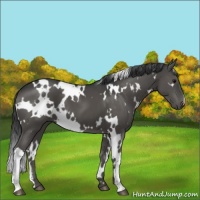 Horse Color:White Spotted Black 
