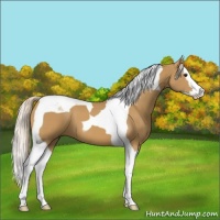 Horse Color:Palomino Splash Tobiano 
