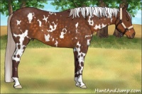 Horse Color:White Spotted Chocolate Silver Buckskin