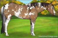 Horse Color:White Spotted Buckskin Dun Rabicano 