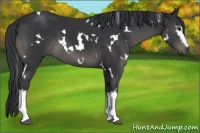 Horse Color:White Spotted Black 