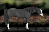 Horse Color:Blue Roan Splash