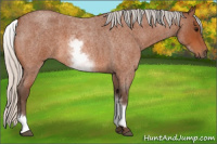 Horse Color:White Spotted Silver Bay Roan