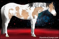 Horse Color:Bay Splash Tobiano