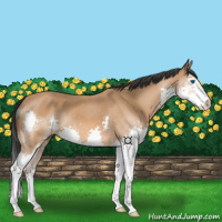 Horse Color:Bay Sabino Splash 