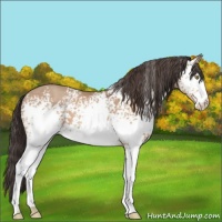 Horse Color:White Spotted Sable Champagne 