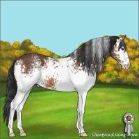 Horse Color:White Spotted Bay 