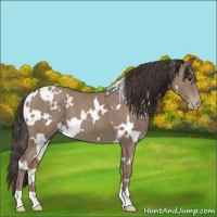 Horse Color:White Spotted Classic Champagne 