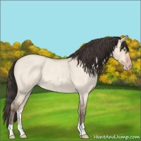 Horse Color:Amber Champagne Roan Dun 