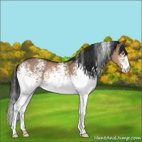 Horse Color:White Spotted Brown Dun 