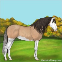 Horse Color:Amber Champagne Splash 