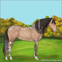 Horse Color:White Spotted Sable Champagne 