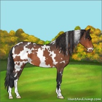 Horse Color:White Spotted Bay Roan Appaloosa 