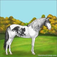 Horse Color:White Spotted Black Tobiano 