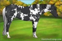 Horse Color:White Spotted Black 