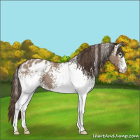 Horse Color:White Spotted Classic Champagne Appaloosa 