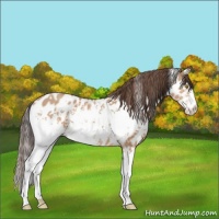 Horse Color:White Spotted Amber Champagne Appaloosa 