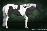 Horse Color:Midnight Black Ice Tobiano
