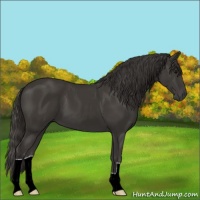 Horse Color:Smoky Black 