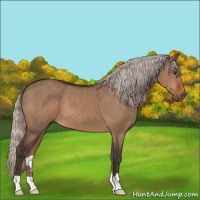 Horse Color:Silver Brown Dun 