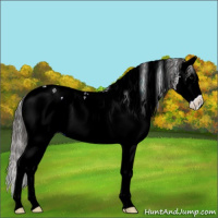 Horse Color:White Spotted Smoky Black Splash 