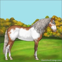 Horse Color:Silver Buckskin Frame 