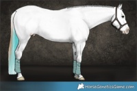 Horse Color:Bay Ice Roan Dun Splash Appaloosa 