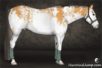 Horse Color:White Spotted Buckskin 