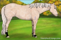 Horse Color:Silver Sable Champagne Ice Sabino 