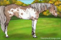 Horse Color:Silver Brown Dun Sabino Frame Rabicano 