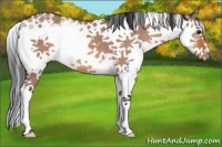 Horse Color:Bay Dun Sabino 