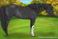 Horse Color:Black Rabicano 