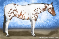 Horse Color:Bay Tobiano Near Leopard 