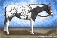 Horse Color:Black Splash Tobiano Frame Blanket 