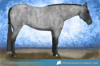 Horse Color:Blue Roan Varnish 