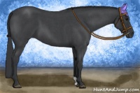 Horse Color:Blue Roan 