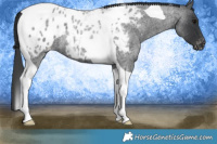 Horse Color:Blue Roan Tobiano Blanket 