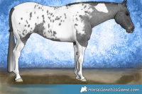 Horse Color:Blue Roan Tobiano Appaloosa