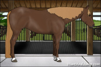 Horse Color:Gray Chestnut 