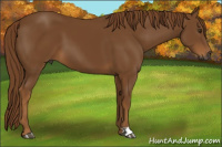 Horse Color:Gray Chestnut 
