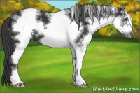 Horse Color:White Spotted Black Frame 