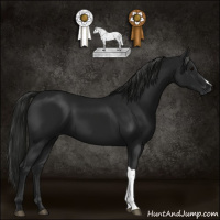 Horse Color:Gray Black 