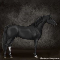 Horse Color:Gray Black 