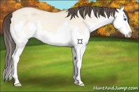 Horse Color:Amber Champagne Dun Splash