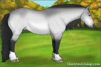 Horse Color:Bay Chinchilla 