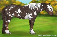 Horse Color:White Spotted Liver Chestnut 